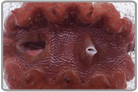 <font color=red>Rare Gigas Clam</font>